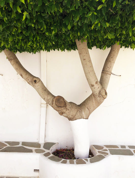 Tree with a white washed wall on a greek island